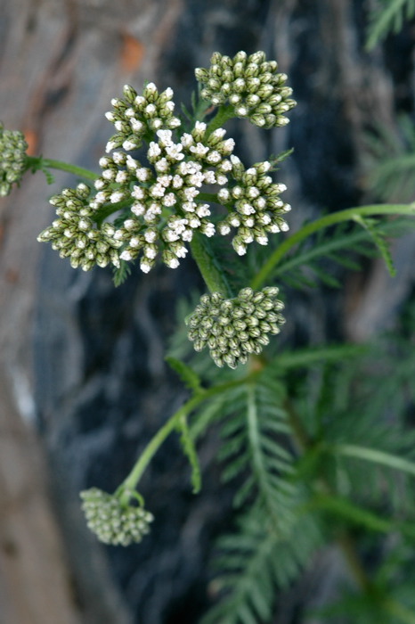 Achillea distans / Millefoglio maggiore